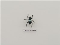 藏品(鞘翅目(一))的圖片